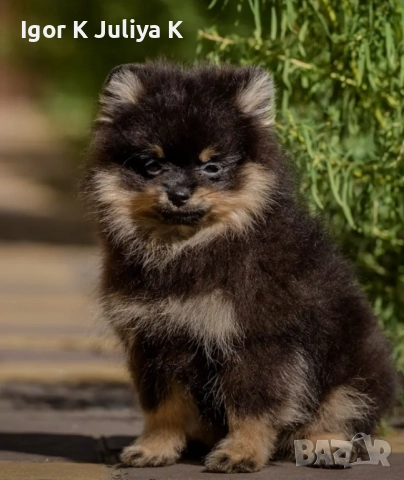 Померанчета, пухави топки