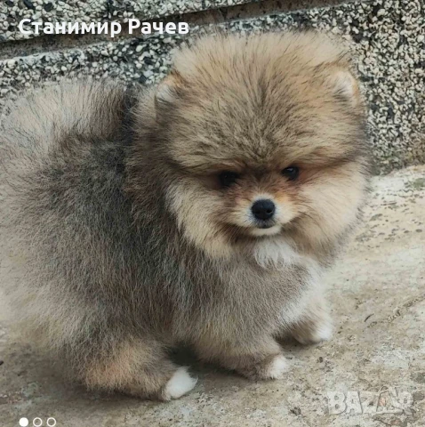 Померан померани , снимка 1