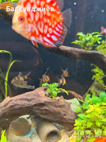 Боция макраканта 5бр 7-8 см, снимка 3 - Рибки - 52922984