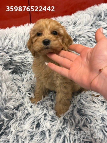 Кокапу, снимка 2 - Кокер шпаньол - 53518987