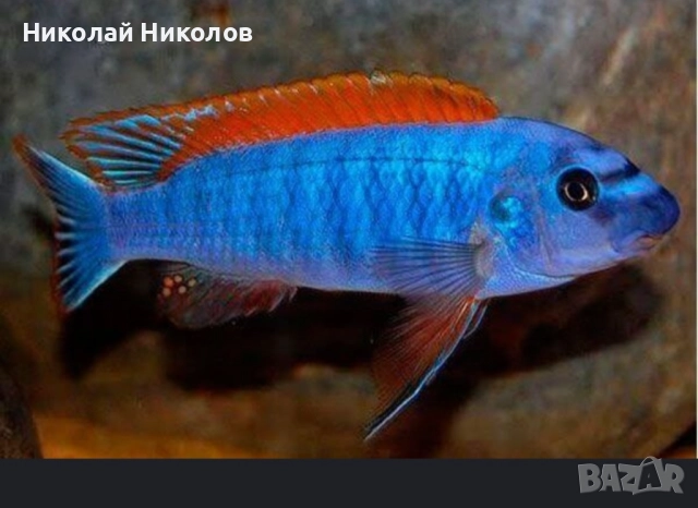 Африкански Цихлиди Малави, снимка 2 - Рибки - 51768254