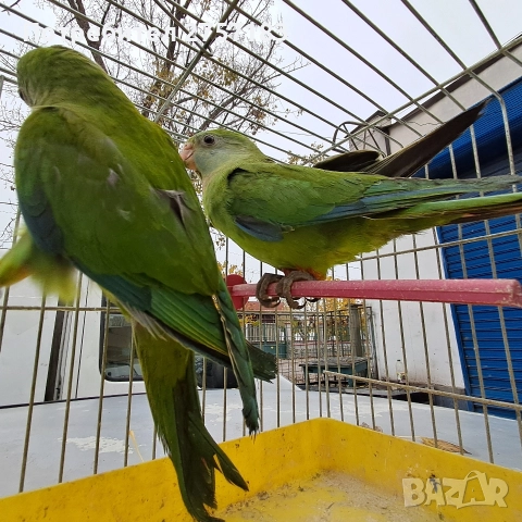 продавам папагал барабанди 2025 г, снимка 4 - Папагали - 52809525