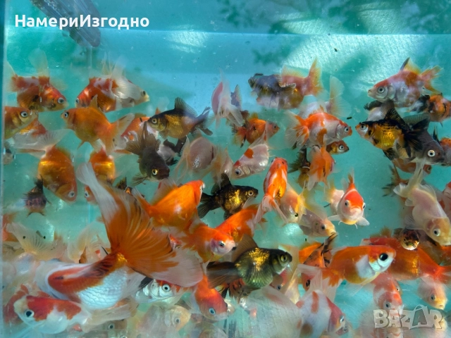 Продава оранди, снимка 3 - Рибки - 52240083