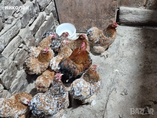 Продавам яйца от мини кохин порцелан, снимка 8 - други­ - 49700572