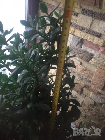 Дьрвото на живота , снимка 5 - Стайни растения - 26841668