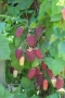 Тайбери (хибрид между малина и къпина, къпино-малина), снимка 2