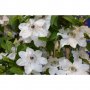 Клематис (Clematis Maria Kaczynska), снимка 3