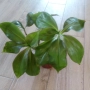 Красиво стайно растение, снимка 7