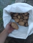 Родопски Картофи пататос компир, снимка 1