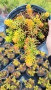 Седум  Анджелина, Sedum rupestre Angelina, снимка 13
