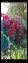 Продавам резници червен ароматен Трендафил , снимка 1 - Градински цветя и растения - 39701447