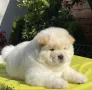 Чау Чау , снимка 3