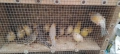 Продавам канари , снимка 10