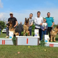 РАЗВЪДНИК ЗА НЕМСКИ ОВЧАРКИ , снимка 2 - Немска овчарка - 40855704