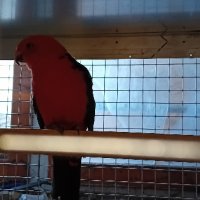 Кралски папагал, снимка 5 - Папагали - 44047452