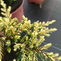 Хвойна Голдшатс, Juniperus Goldschats, студоустойчива!!, снимка 2 - Градински цветя и растения - 38563034