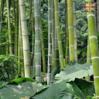 100 Семена от бамбук Moso-Bamboo красиво растение за вашата градина, за декорация , снимка 18 - Сортови семена и луковици - 19674349