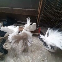 Продавам гълъби , снимка 12 - Гълъби - 20669684