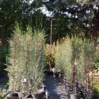 ОБИКНОВЕН КИПАРИС Cupressus Sempervirens, снимка 3 - Градински цветя и растения - 42972009