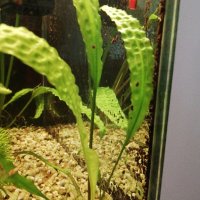  Растения за аквариум, снимка 10 - Аквариуми - 26045222