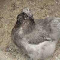 Яйца от копринки, снимка 7 - Кокошки и пуйки - 28681077
