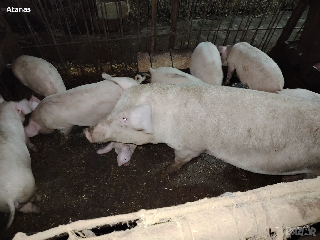 Продавам прасенца, снимка 1