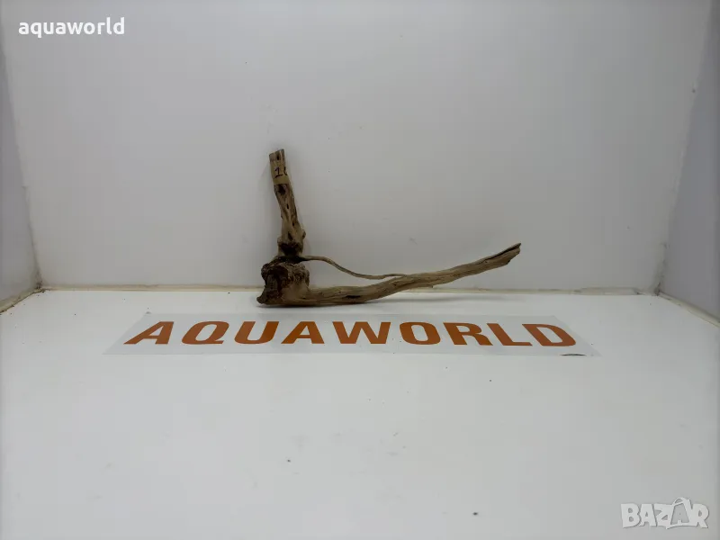 Корен Азалия 10, снимка 1