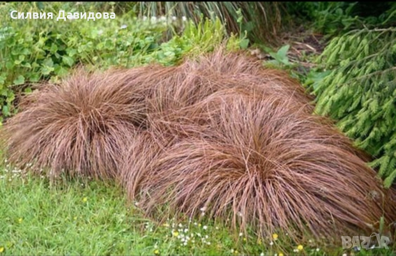 Карекс кафяв, снимка 1