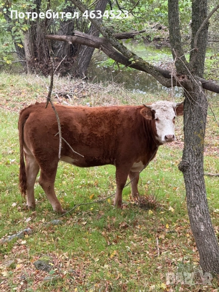 Продават се бременни, снимка 1