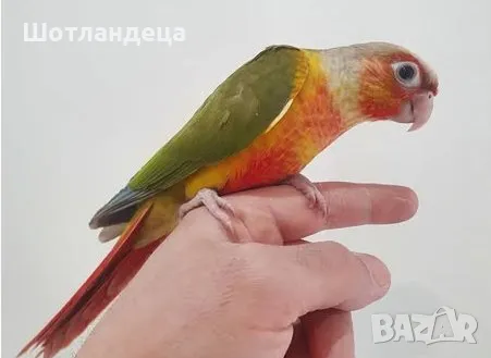 Папагал пирура-Pineapple(ананас), снимка 1