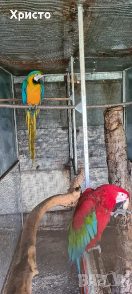 Продавам чифт ари, снимка 1