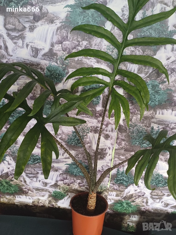 Голяма Алоказия, снимка 1