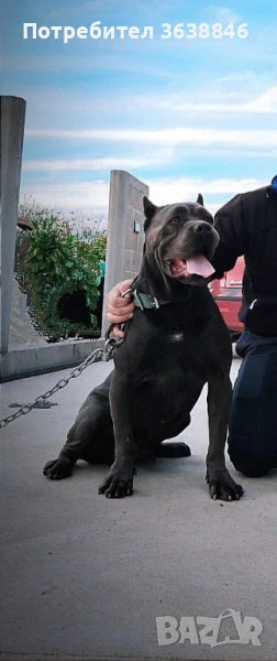 Кане корсо, снимка 1