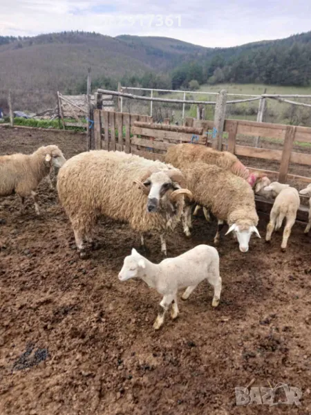 Овце, снимка 1