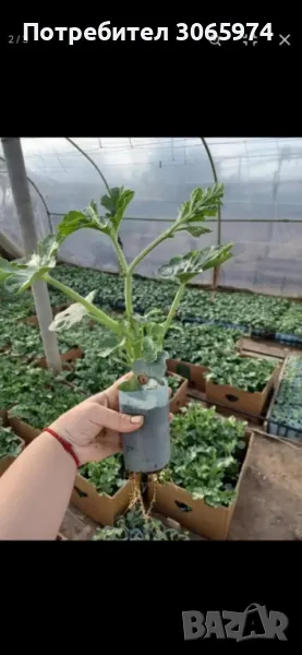 Разсад ДИНИ, снимка 1