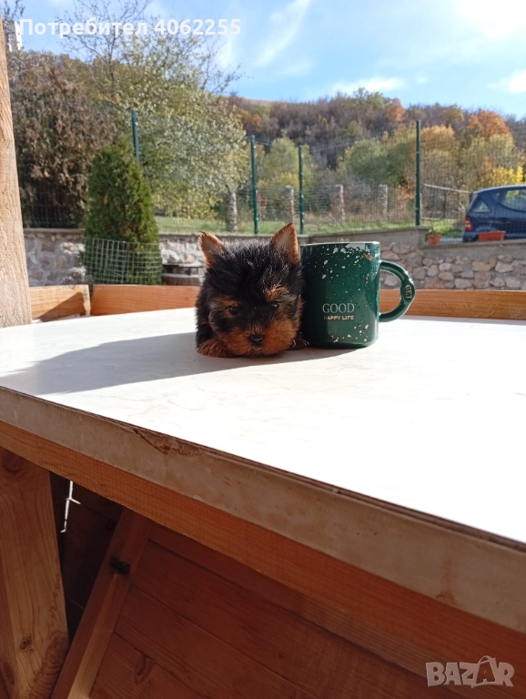 Мини йоркширски териер , снимка 1