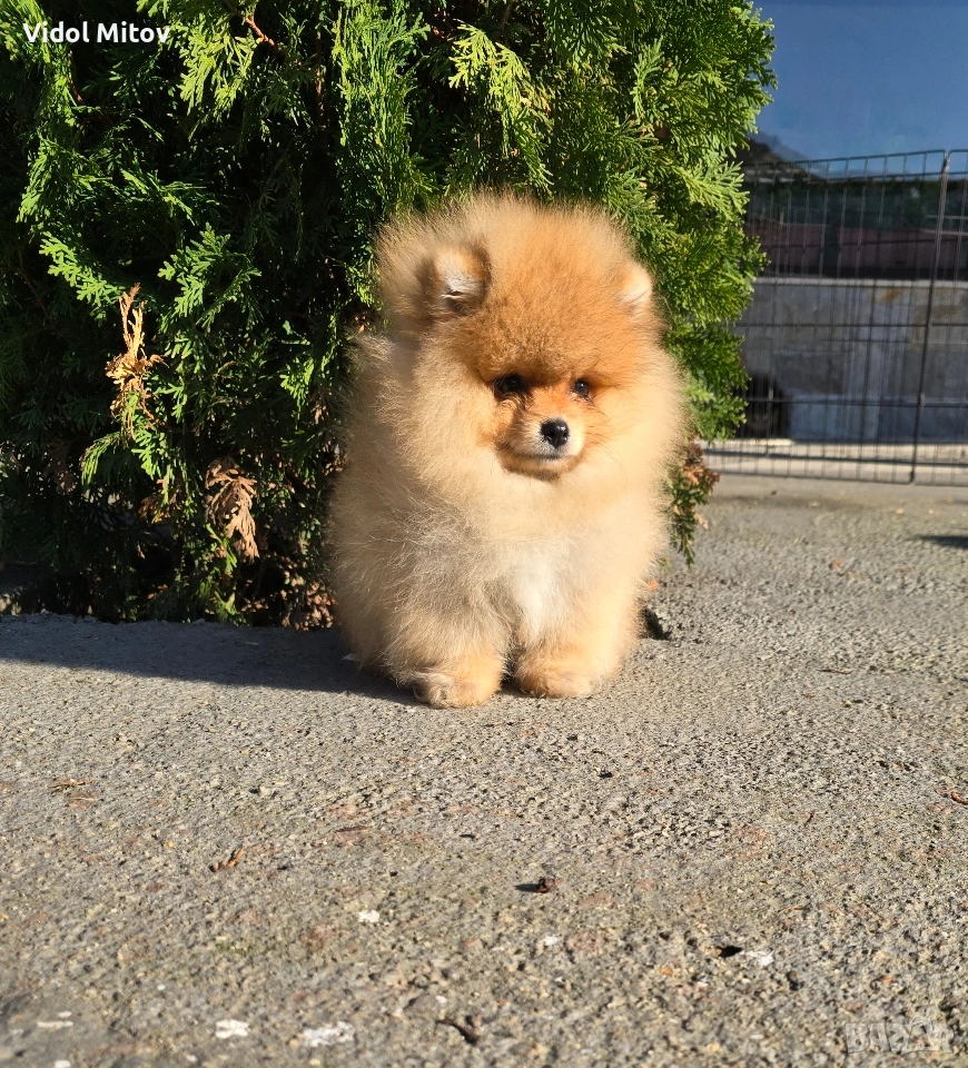 Мини Померан , снимка 1