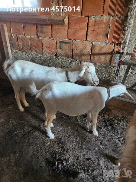 Продавам 2бр. кози, снимка 1