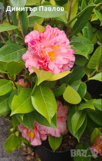 градинска студоустойчива Камелия, снимка 1