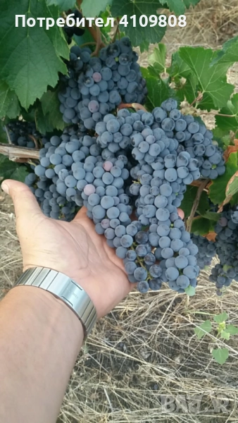 Мерло, снимка 1