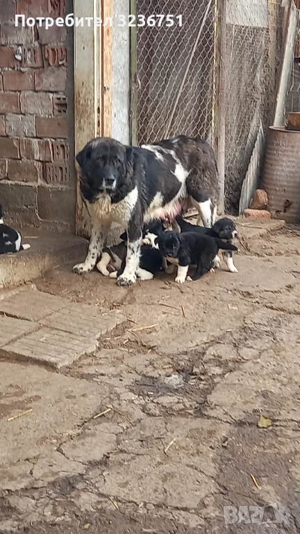 Българско овчарско куче , снимка 1