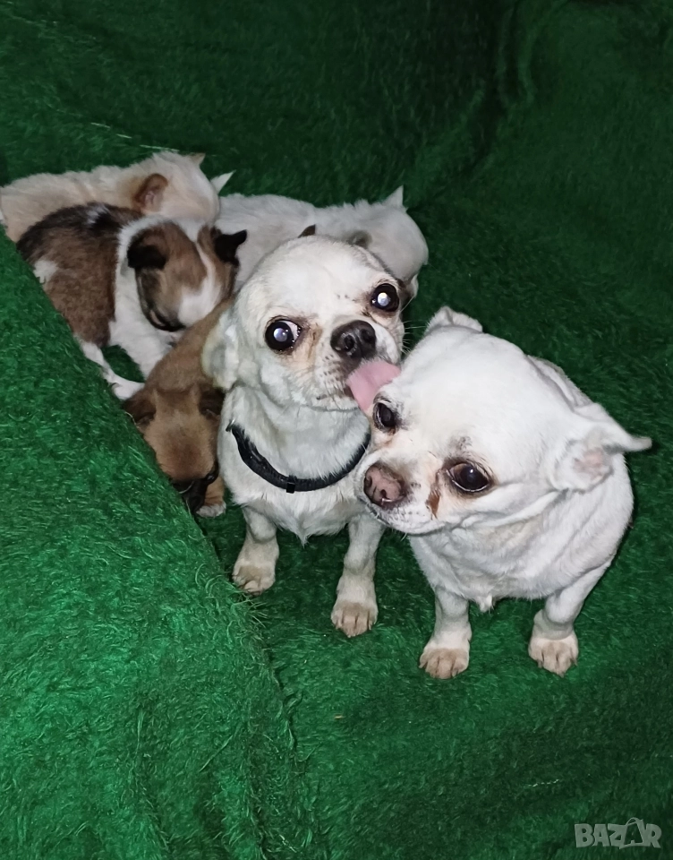 Чистокръвни мини чихуахуа , снимка 1