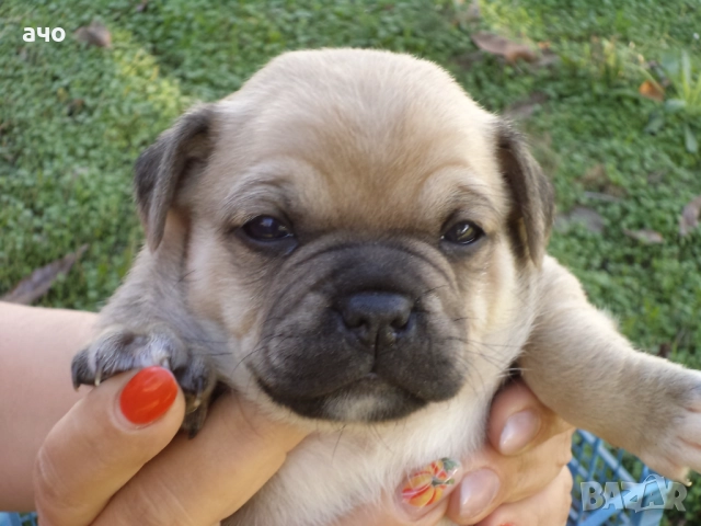 МОПС-бебета!!!2 броя, снимка 1