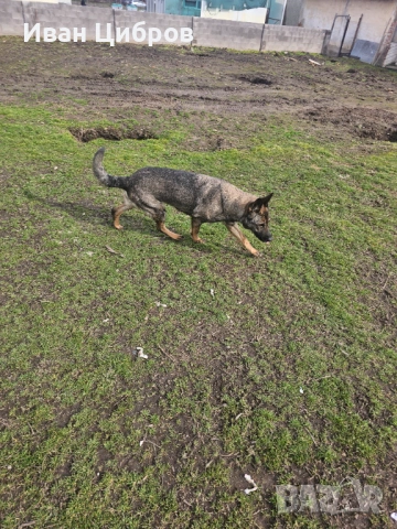 Сива немска овчарка , снимка 7 - Немска овчарка - 53475000