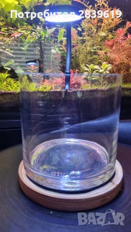 Аквариум(декоративна чаша), снимка 3 - Аквариуми - 43211832