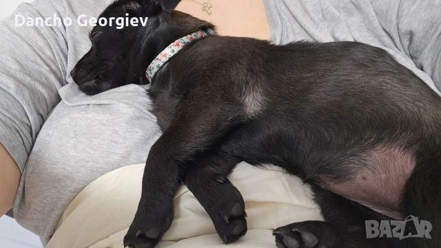 Айра си търси дом, снимка 4 - Други - 53079049