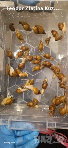 Африкански охлюви Ахатина, снимка 5 - Други - 50553501