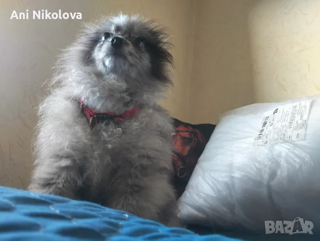 Померан рядък цвят мерле със синьо око, снимка 8 - Померан - 50248156