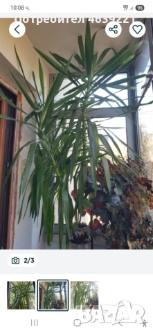 Палма ЮКА , снимка 2 - Стайни растения - 52259563
