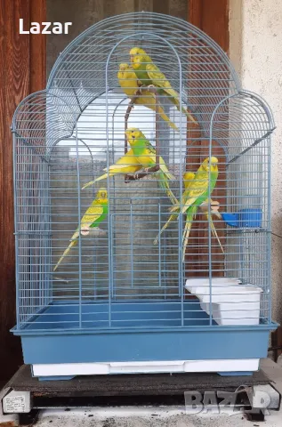 Вълнисти Папагали, снимка 3 - Папагали - 48331702